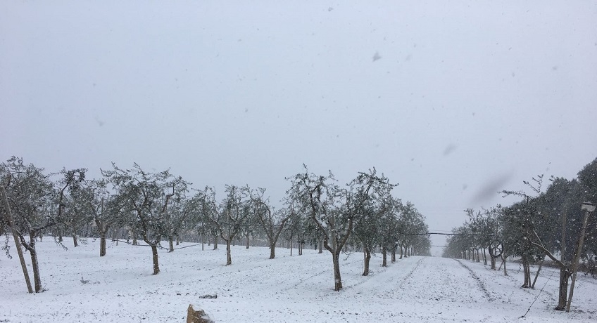 Gelate Puglia 2018