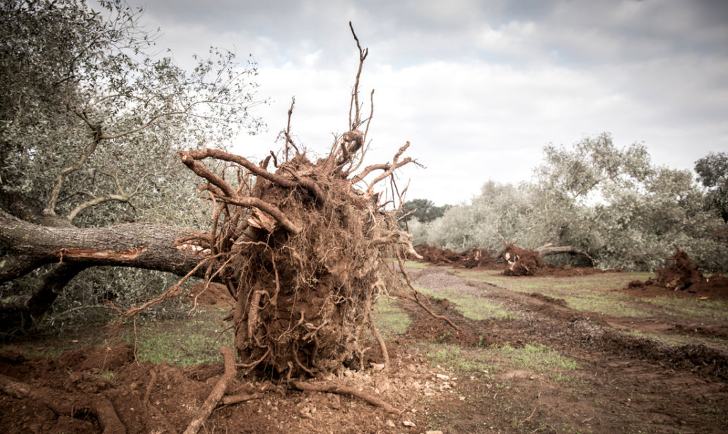 xylella puglia