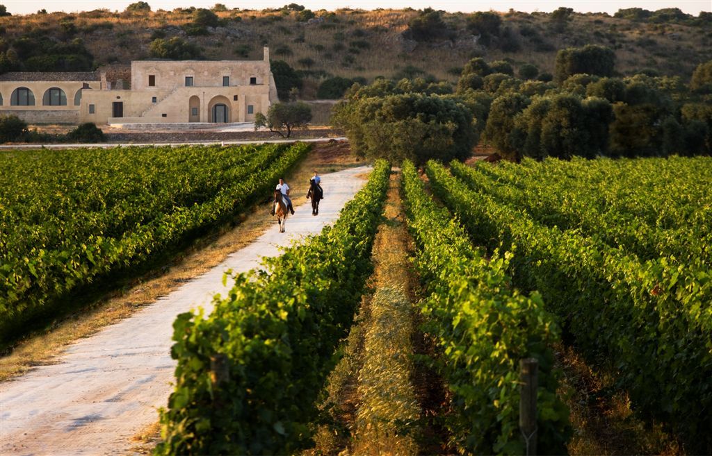 vigneto primitivo di manduria