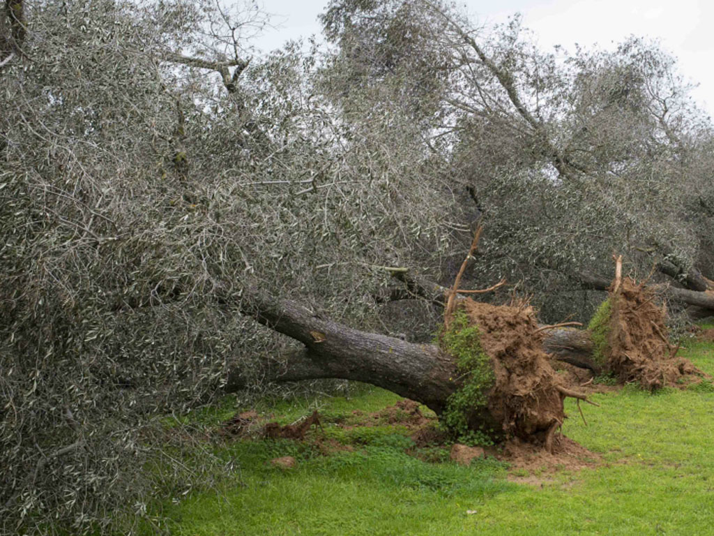 Xylella fastidiosa