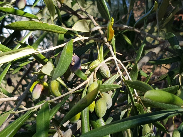 siccità puglia ottobre 