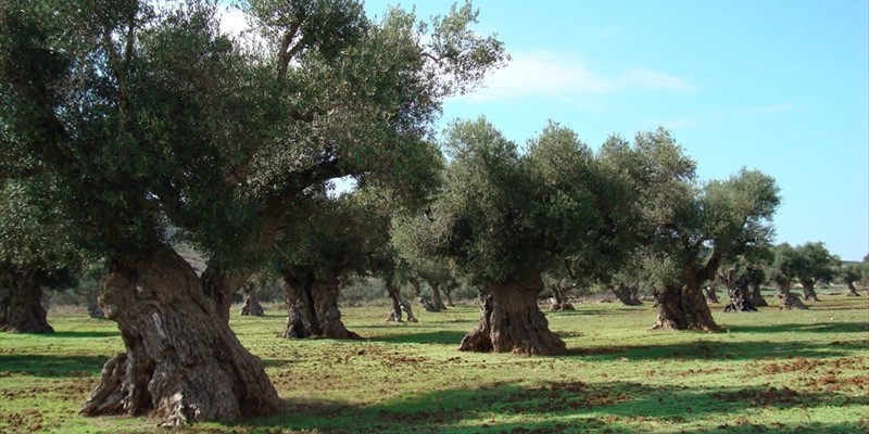 ulivi fasano e ostuni 