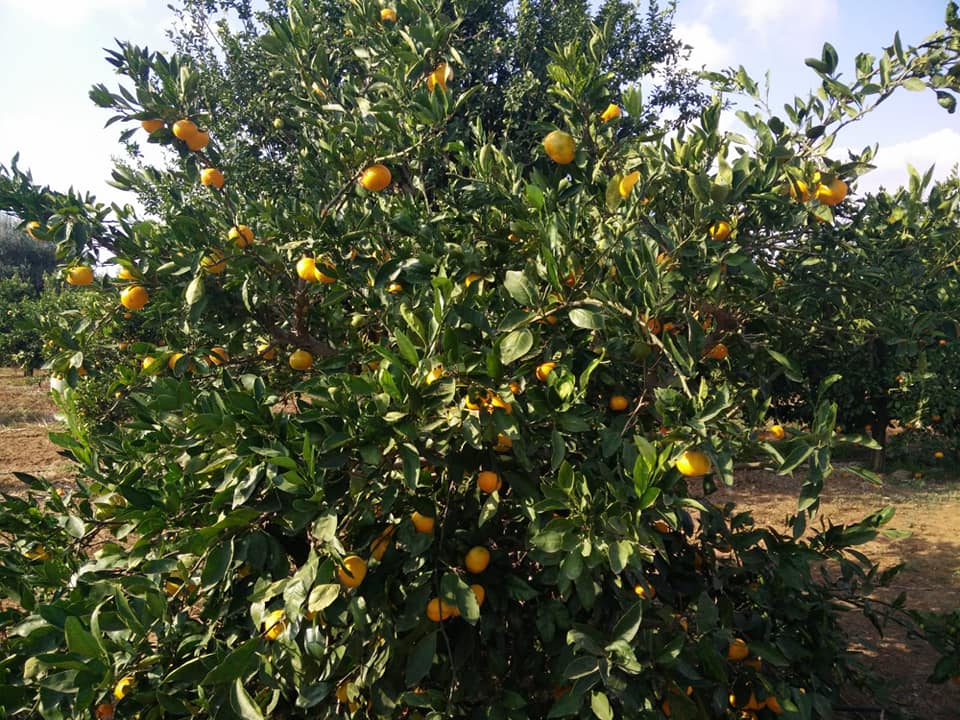 grandine su agrumi nel Tarantino