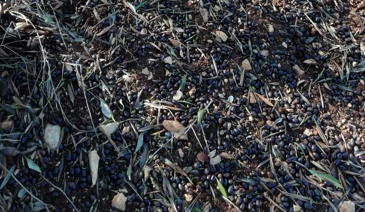 copagri_puglia_maltempo_olive (2)