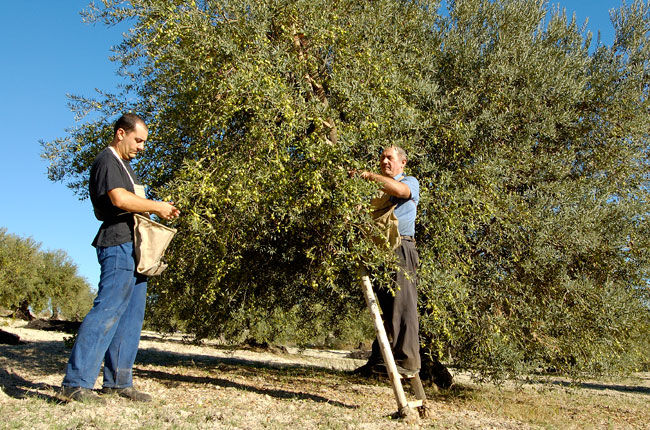 raccolta-delle-olive