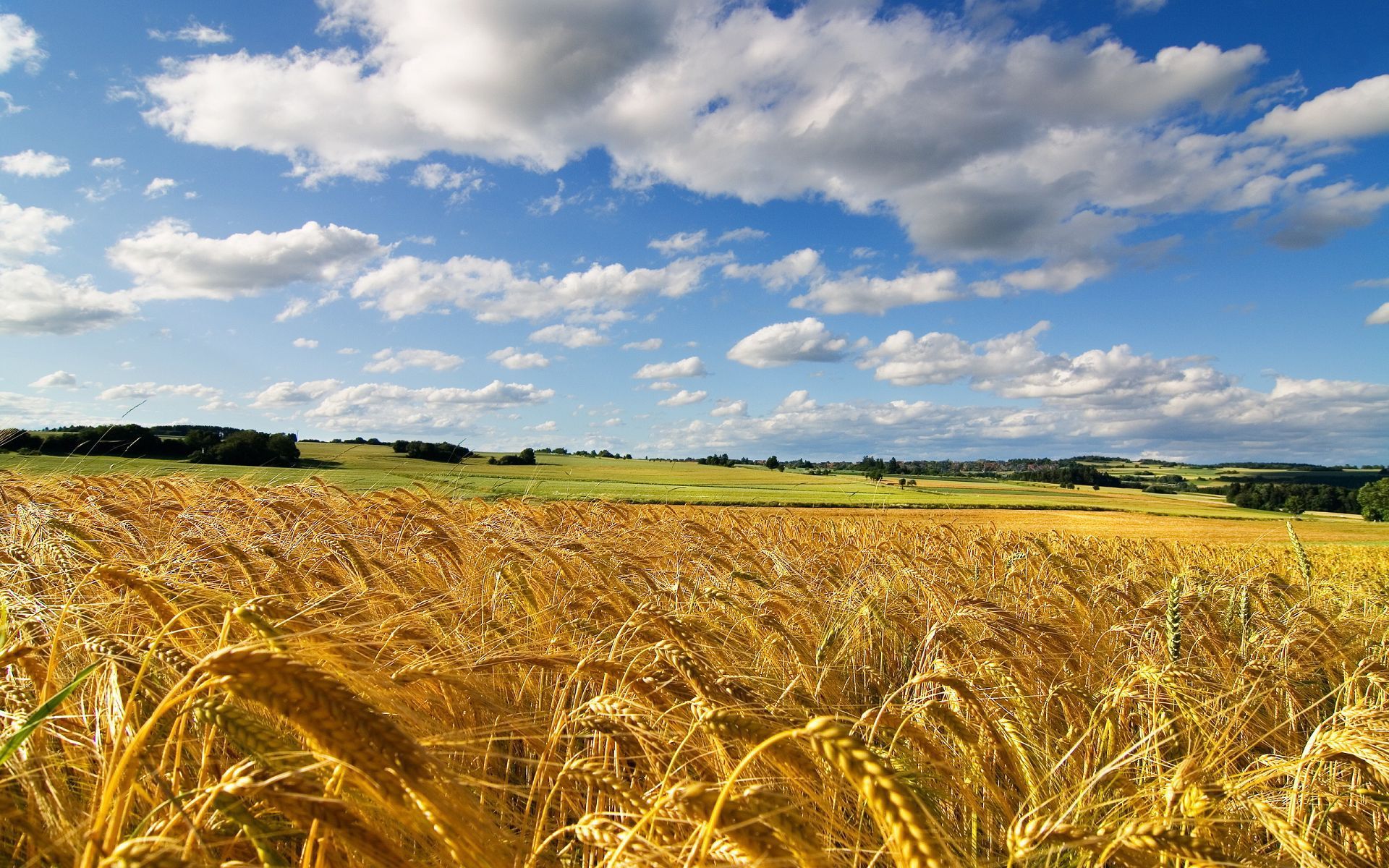 campi di grano puglia