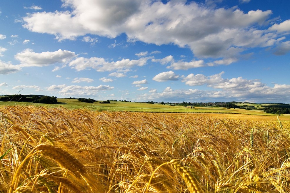 campo di grano puglia