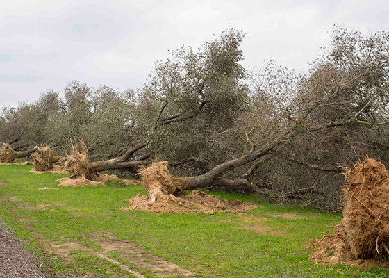 Protesta Xylella