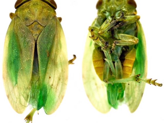 xylella sputacchina