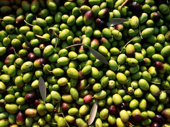 olive pugliesi