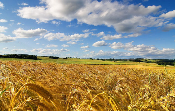 campi di grano Puglia