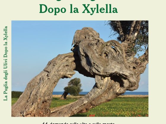 la puglia degli ulivi