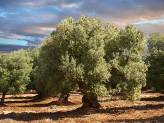 ulivi puglia