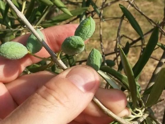 siccità puglia ottobre