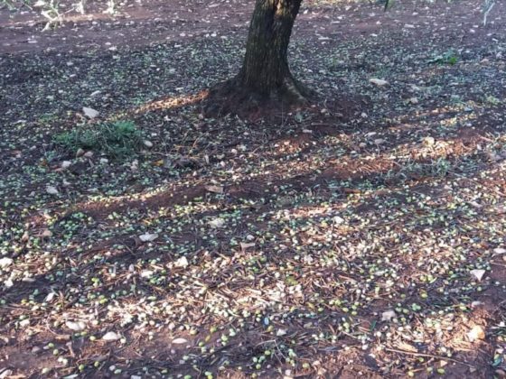 copagri_puglia_maltempo_olive (1)