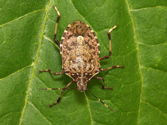 insetti alieni