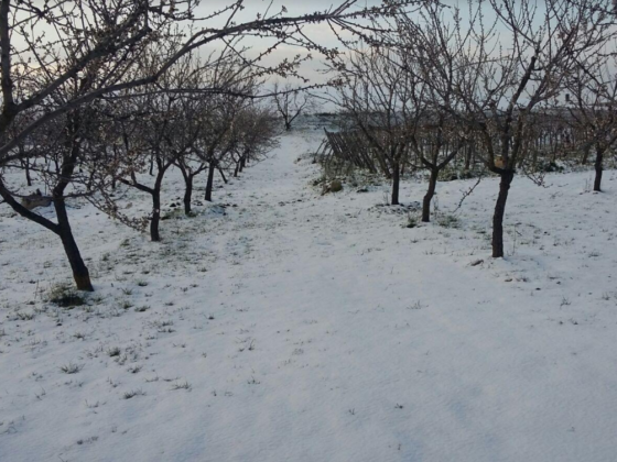 campagna pugliesi gelate