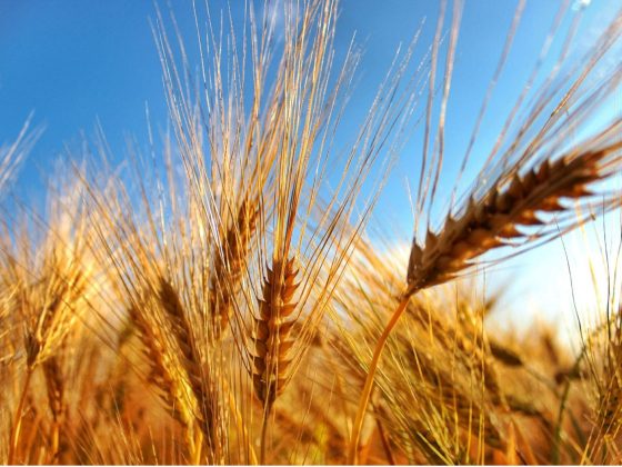 Grano