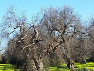 Xylella Zelus