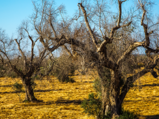 Xylella