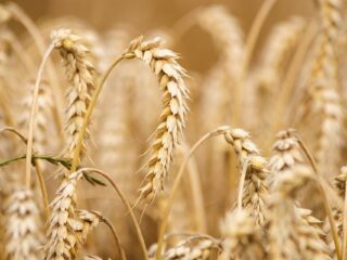 Grano