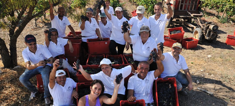vendemmia