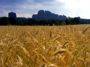 campo-di-grano