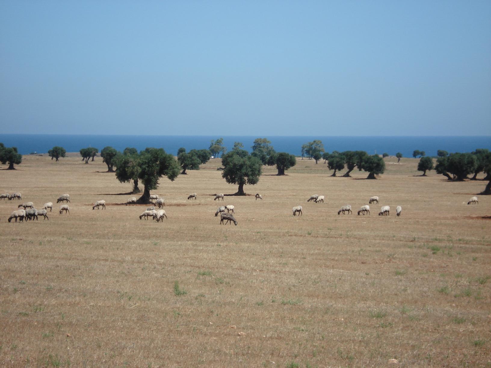 estesi-seminativi-e-oliveti1