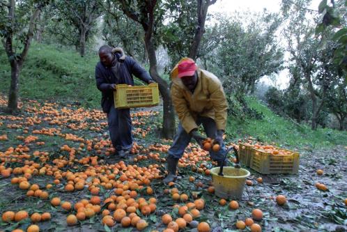 immigratia_46501837_300
