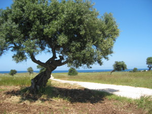 paesaggio-olivetato