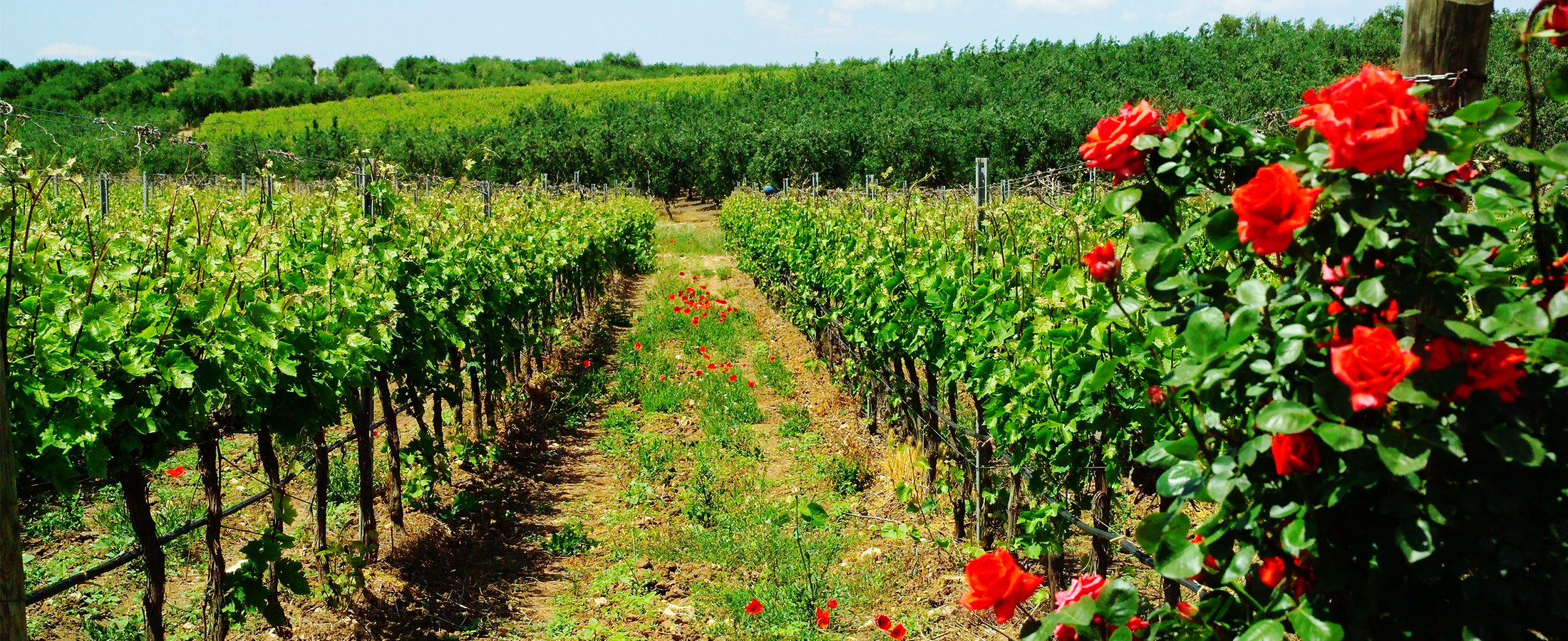 vini-colle-petrtito-italia-puglia