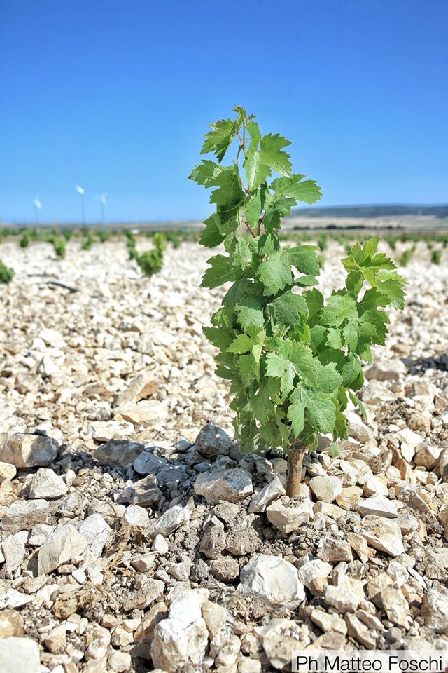 1-vigna-1