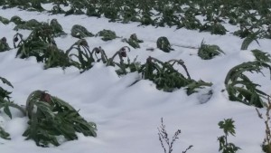 confagricoltura-danni-alle-produzioni-aziende-agricole-castellaneta-3