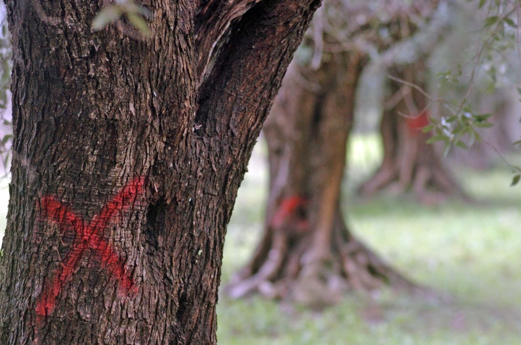 Una croce di colore rosso tracciata su alcuni ulivi infettati dalla 'Xylella fastidiosa', il batterio che sta decimando gli ulivi del Salento, Brindisi, 24 marzo 2015. ANSA/ MAX FRIGIONE