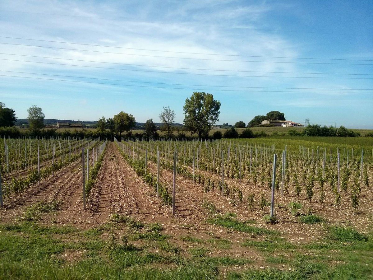 barbatelle