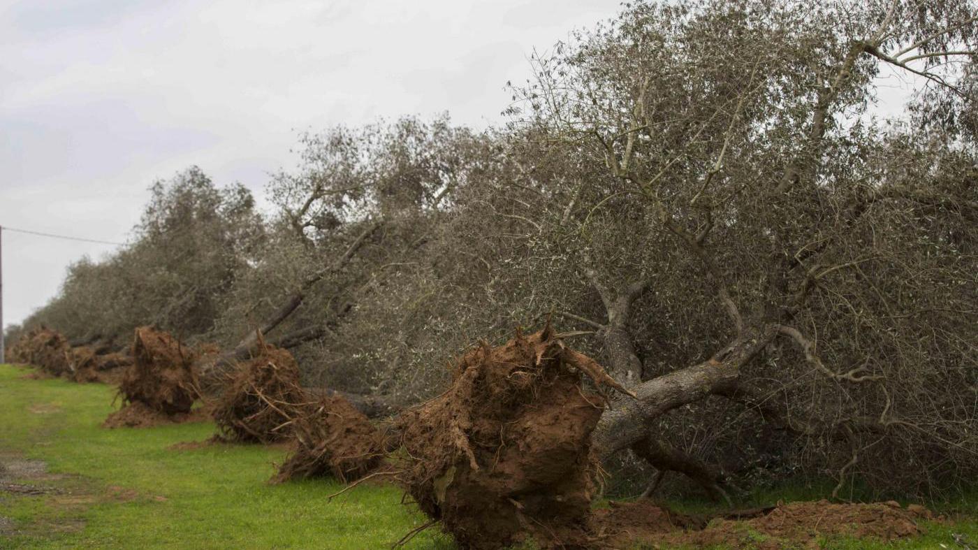 xylella-jpg
