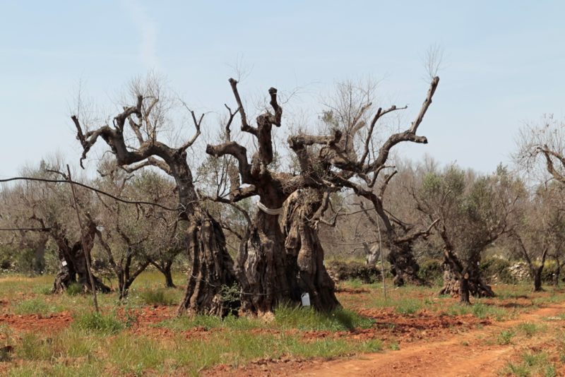 copagri puglia