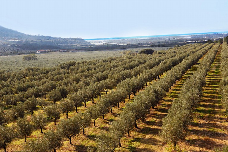 agricoltura puglia