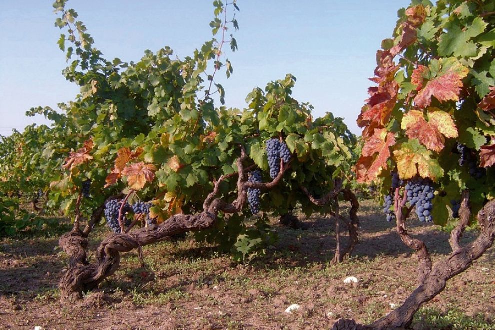vigneti puglia