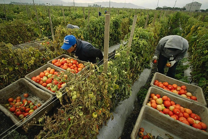 Maurizio Gardini raccolta di pomodoro