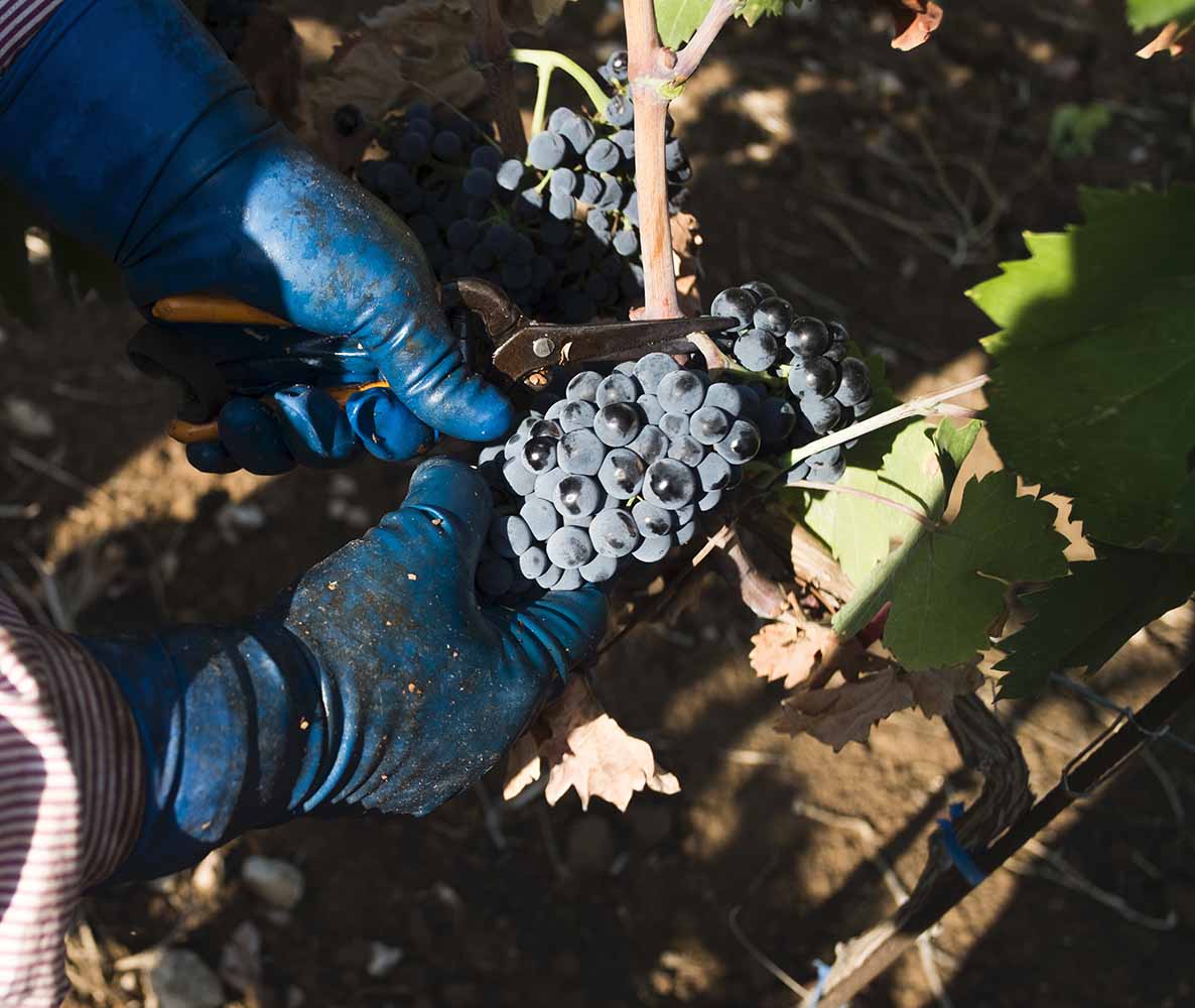 vendemmia 2019