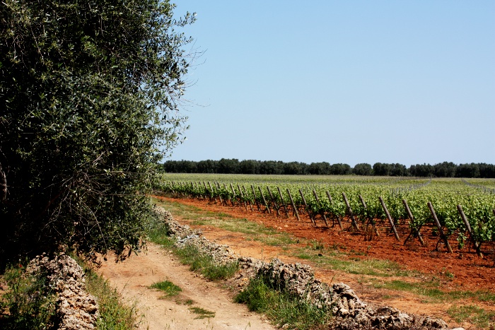campagne pugliesi